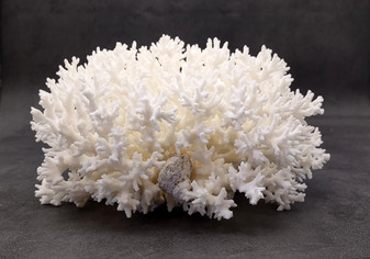 White Lace Coral Large Cluster Pocillopora Damicornis (1 coral approx. 6.75-7.75+ inches) White Lace Coral for beach home décor & display