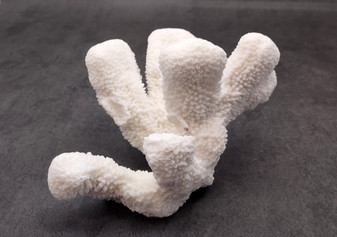 White Catspaw Coral Cluster Pocillopora Palifera (1 coral approx. 5-6+ inches) Great for ocean decor art projects & collecting!