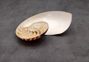 Natural Nautilus Left Cut Single Half Seashell Nautilus Pompilius (1 shell HALF approx. 6+ inches) Shells for coastal decor & collections!