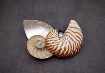 Natural Nautilus Seashell Half Cut Pairs Nautilus Pompilius (1 shell PAIR approx. 4+ inches) Shells for crafting and collections!