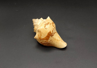 Carved Conch Seashell Antelope (1 shell approx. 3+ inches) Carved Antelope Conch Shells for coastal crafting gifting display & collecting!