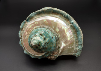Giant Banded Turbo Shell Turbo Marmoratus (1 shell approx. 7L x 4.5H x 6D inches) Great shells for coastal decor, & collections!