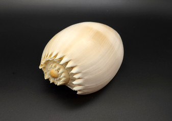 Large Crowned Baler Seashell Tan Voluta Diadema (1 shell approx. 6+ inches) Big Tan Crowned Volute Baler for coastal home décor & display!
