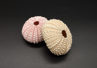 Pink Sea Urchins Echinometra Mathaei (2 urchins approx. 1.5+ inches) Natural Urchin Shell for display & collecting!