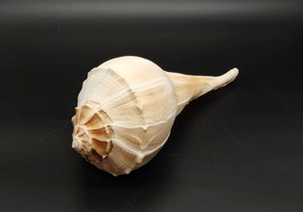 Left Handed Lightning Whelk Busycon Contrarium (1 shell approx. 10+ inches) Large shells for coastal crafting décor & collections!