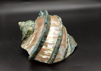 Giant Banded Turbo Shell Turbo Marmoratus (1 shell approx. 7L x 4.5H x 6.5D inches) Great shells for coastal decor, & collections!