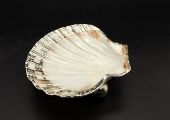 Silver Edged Scallop Seashell Dish Pecten Maximus (1 dish approx. 4.5+ inches) RECTANGLE PATTERN scallop shell dish for a coastal home!