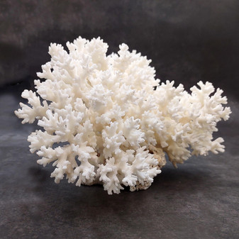 White Lace Coral Large Cluster Pocillopora Damicornis (1 coral approx 8.25L x 4.75H x 7D inches) White Lace Coral Cluster for home décor! Copyright 2026 SeaShellSupply.com.