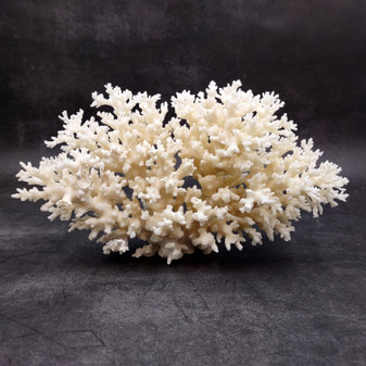 White Lace Coral Large Cluster Pocillopora Damicornis (1 coral approx. 9L x 5.5H X 4.5D inches) Lace Coral Cluster for home display & décor! Copyright 2026 SeaShellSupply.com.