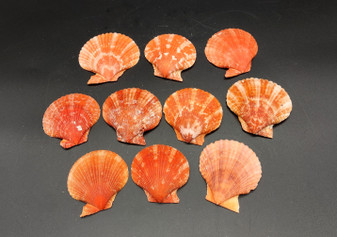 Amber Orange Scallop Seashell Halves Noble Pecten Nobolis (Approx. quarter pound shells 2+ inches) Orange Scallop Shells for arts & crafts!