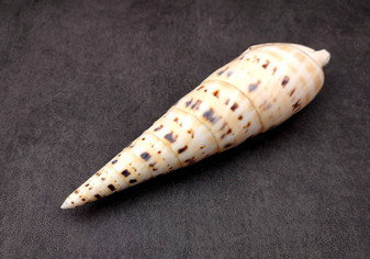 Marlinspike Auger Seashell (6-8 inches) - Terebra Maculata. Spiral shells with a brown spotted design. Copyright 2024 SeaShellSupply.com.