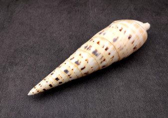 Marlinspike Auger Seashell (6-8 inches) - Terebra Maculata. Spiral shells with a brown spotted design. Copyright 2024 SeaShellSupply.com.