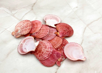 Jam Purple Scallop Noble Pecten Seashell Halves Pecten Nobolis (Approx. quarter pound shells 2+ inches) Scallop Shells for arts & crafts! Copyright 2025 SeaShellSupply.com.