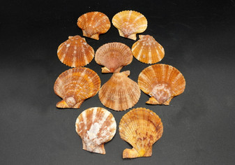 Tawny Brown Scallop Seashell Halves Noble Pecten Nobolis (Approx. quarter pound shells 2+ inches) Brown Scallop Shells for arts & crafts!