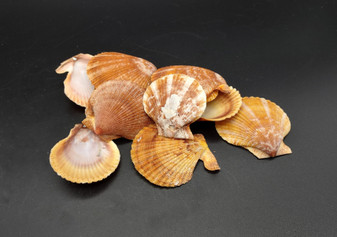 Tawny Brown Scallop Seashell Halves Noble Pecten Nobolis (Approx. quarter pound shells 2+ inches) Brown Scallop Shells for arts & crafts!
