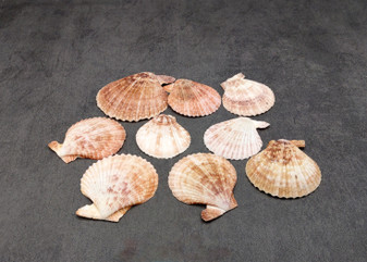 Peanut Brown Scallop Noble Pecten Halves Pecten Nobolis (Approx. quarter pound shells 2+ inches) Brown Scallop shells for arts & crafts!  Copyright 2025 SeaShellSupply.com.
