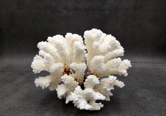 Brownstem White Coral Cluster Pocillopora Verrucosa (1 coral approx. 6.25L x 5H x 5D inches) Coral for coastal collections & display!