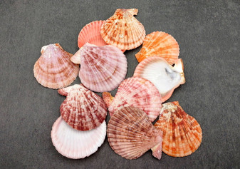 Cinnamon Brown Scallop Shell Halves Noble Pecten Nobolis (Approx. quarter pound shells 2+ inches) Scallop seashells for arts & crafts!