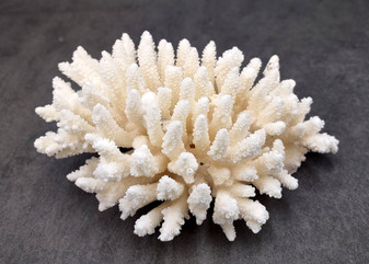 White Table Coral Large Cluster Acropora Latistella (1 coral approx. 5-6+ inches) White Coral for coastal display arts crafts & collecting! Copyright 2025 SeaShellSupply.com.