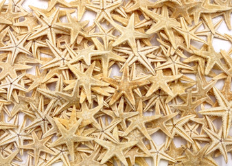 Mini Tan Starfish - Archaster Typicus - (approx. 45-50 starfish .5-1 inch). Multiple orange and tan starfish in a pile. Copyright 2025 SeaShellSupply.com
