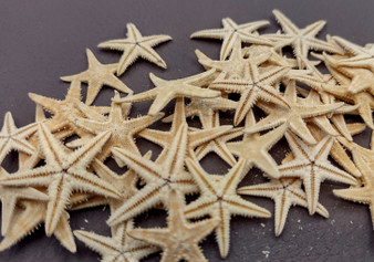 Mini Tan Starfish - Archaster Typicus - (approx. 45-50 starfish .5-1 inch). Multiple orange and tan starfish in a pile. Copyright 2024 SeaShellSupply.com