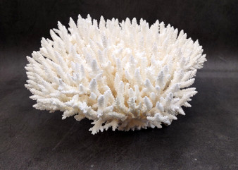 White Table Coral Large Cluster Acropora Latistella (1 coral approx. 11.5L x 6.5H x 10.5D inches) Table Coral for display & collecting! Copyright 2025 SeaShellSupply.com.