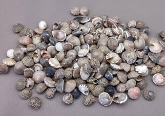 Natural Umbonium Seashells (approx. 210-230 shells .125-.375 inches). Multiple sand toned shells with different shapes and designs in a pile. Copyright 2022 SeaShellSupply.com.