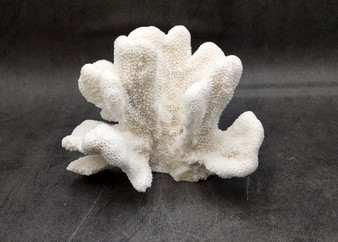 White Catspaw Coral Cluster Pocillopora Palifera (1 coral approx. 6L x 6H x 8.5D inches) Large Catspaw Coral piece for art & display!