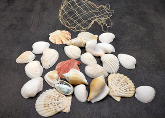 Netted Mixed Shell Assortment. Set of multiple different colored and sized shells in a cute little bag. Copyright 2025 SeaShellSupply.com.