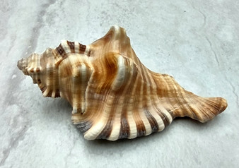 Perry's Triton Seashell - Cymatium Peryii - (1 shell approx. 3 - 4 inches)