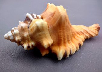 Perry's Triton Seashell - Cymatium Peryii - (1 shell approx. 3 - 4 inches).  creatively striped shells showing the underside with the stripes and the top side with more orange solid color. Copyright 2024 SeaShellSupply.com.