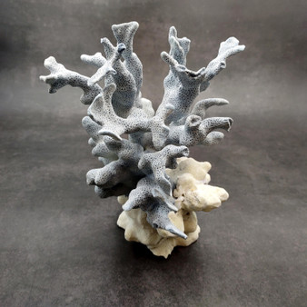 Blue Ridge Coral Cluster Centerpiece Heliopora Coerulea (1 coral 7.5H x 5D x 6L inches) Blue Coral Cluster for coastal home decor & display! Copyright 2025 SeaShellSupply.com.