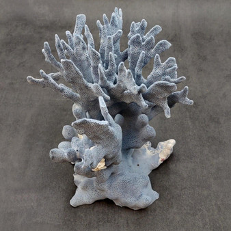 Blue Ridge Coral Cluster Heliopora Coerulea (1 coral 8L x 6.5D x 8H inches) Great Blue coral cluster mounted on base for decor or display! Copyright 2026 SeaShellSupply.com.