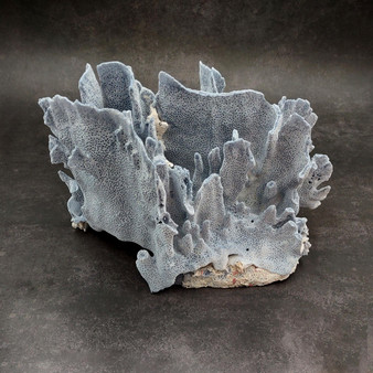 Blue Ridge Coral Cluster Heliopora Coerulea (1 coral 10L x 6.5D x 7H inches) Great Blue coral cluster for coastal home decor or display! Copyright 2026 SeaShellSupply.com.