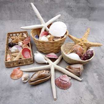 Seashell Variety Pack Assorted Mix B GRADE (Approx. 40+ Shells 2-12+ inches) B GRADE Shell Grab Bag Assortment 1 for crafts teaching & art!