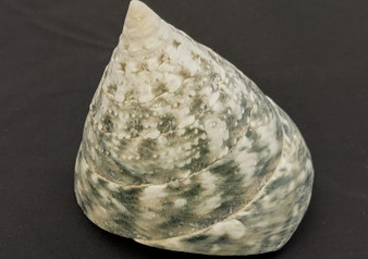 Elongated Troca Seashell (2-3 inches). Two spiral wide bottom shells, one showing the spiral and coloring and the other showing the opening. Copyright 2022 SeaShellSupply.com.