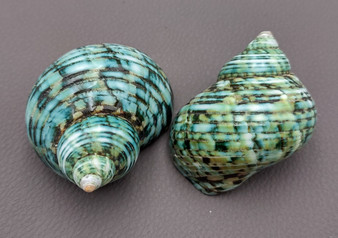 Turbo Argyrostoma - (2 shells approx. 2-2.75 inches). Blue, green and turquoise turbo shells facing different ways to see the top and bottom areas.Copyright 2022 SeaShellSupply.com.