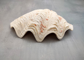 Derasa Clam Seashell Half White Tridacna Derasa (1 shell HALF approx. 6+ inches) Medium Derasa Clam Shell HALF for art crafts & display!