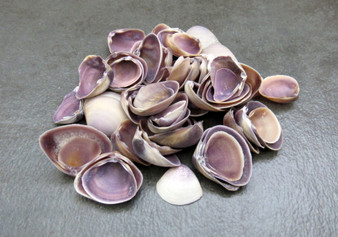 Purple Cay Cay Clam Seashells (approx. half cup 45+ shells 0.75+ inches) Great for ocean décor art projects & crafting!