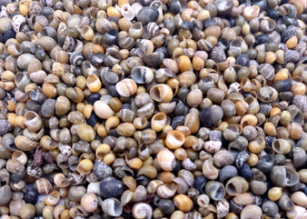 Green Yellow Mongo Seashells Smaragdia Rangiana (Approx. HALF cup 1750+ shells 0.125+ inches) Assorted Mongo Shell for crafts & jewelry!