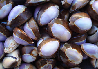 Purple Top Serpent Head Cowrie Shells (10 pcs.) - Cypraea Caputserpentis. Multiple purple and white shells rimmed with brown in a pile. Copyright 2022 SeaShellSupply.com.