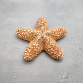 Jungle Starfish Tan Pentaceraster Mammillatus (2 seastars approx. 4+ inches) Golden Tan Jungle Starfish for crafting decor & collecting! Copyright 2025 SeaShellSupply.com. Jungle Starfish Tan Pentaceraster Mammillatus (2 seastars approx. 4+ inches) Golden Tan Jungle Starfish for crafting decor & collecting! Copyright 2025 SeaShellSupply.com.