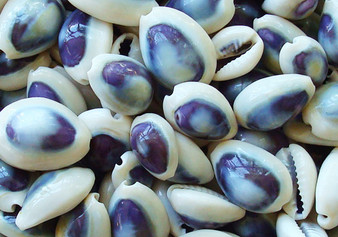 Purple Top Cowrie Seashells (appx. 47-50 pcs.) - Cypraea Annulus