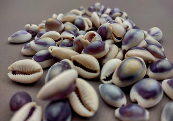 Purple Top Cowrie Seashells Cypraea Annulus (approx. half cup 45+ shells 0.5+ inches) Beautiful for any coastal crafting or decor!