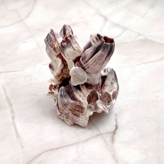 Purple White Barnacle Cluster (1 barnacle cluster approx. 2+ inches) Purple Barnacle Fragment for coastal crafting or nautical displays! Copyright 2025 SeaShellSupply.com. Purple White Barnacle Cluster (1 barnacle cluster approx. 2+ inches) Purple Barnacle Fragment for coastal crafting or nautical displays! Copyright 2025 SeaShellSupply.com.