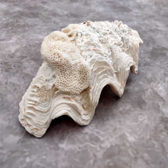 White Derasa Clam Seashell Half Tridacna Derasa (1 shell approx. 8+ inches) Large Derasa Clam Shells great for decor centerpieces & display! Copyright 2025 SeaShellSupply.com White Derasa Clam Seashell Half Tridacna Derasa (1 shell approx. 8+ inches) Large Derasa Clam Shells great for decor centerpieces & display! Copyright 2025 SeaShellSupply.com