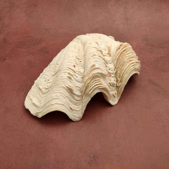 Derasa Clam Seashell Half White Tridacna Derasa (1 shell approx. 8+ inches) Large Derasa Clam Shells ideal for decor centerpieces & display! Derasa Clam Seashell Half White Tridacna Derasa (1 shell approx. 8+ inches) Large Derasa Clam Shells ideal for decor centerpieces & display!