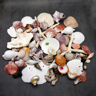 Seashell Variety Pack Assorted Mix B GRADE (Approx. 50+ Shells 2-8+ inches) B GRADE Shell Grab Bag Assortment 4 for crafts teaching & art! Copyright 2025 SeaShellSupply.com Seashell Variety Pack Assorted Mix B GRADE (Approx. 50+ Shells 2-8+ inches) B GRADE Shell Grab Bag Assortment 4 for crafts teaching & art! Copyright 2025 SeaShellSupply.com
