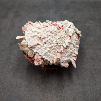 Large Spiny Oyster Seashell Pair Pink White Spondylus Barbatus (1 shell pair approx. 6+ inches) Thorny Oyster Shell for decor & display! Large Spiny Oyster Seashell Pair Pink White Spondylus Barbatus (1 shell pair approx. 6+ inches) Thorny Oyster Shell for decor & display!
