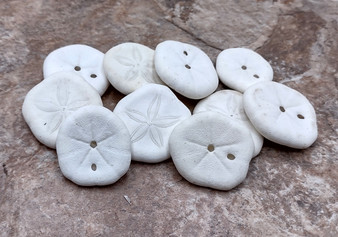 Sea Cookie Sand Dollars Olypeaster Oshinensis (10 sea cookies approx. 1+ inches) Perfect shells for coastal crafting décor & collections!